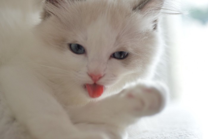 舌を出した猫
