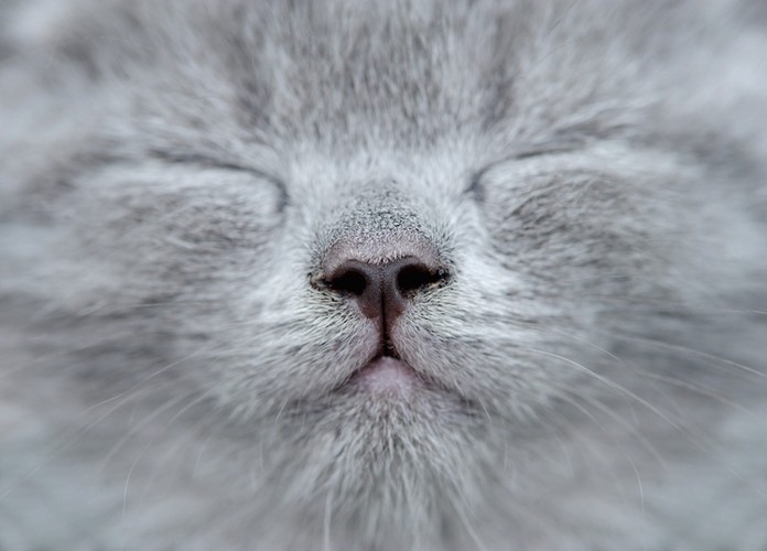 匂いを嗅ぐ灰色の猫