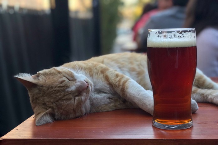 ビールと猫