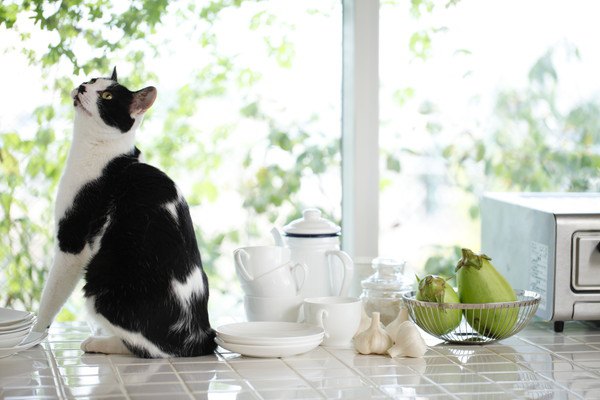 仕切りのない明るいキッチンと白黒猫