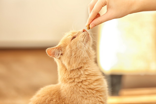 歯磨きガムを見ている猫