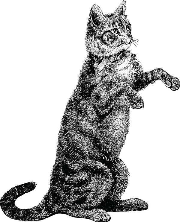 後ろ足で立とうとしている猫のデッサン画