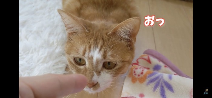 指の匂いを嗅ぐ猫
