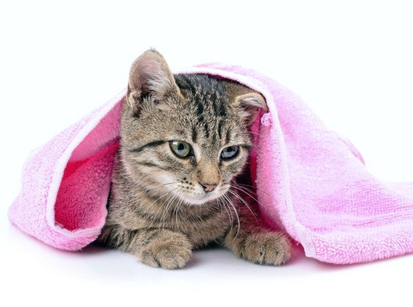 ピンクのタオルと猫