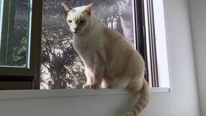 窓辺のベージュ系猫