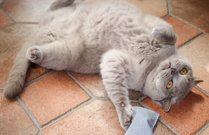 床に寝転ぶグレーの猫