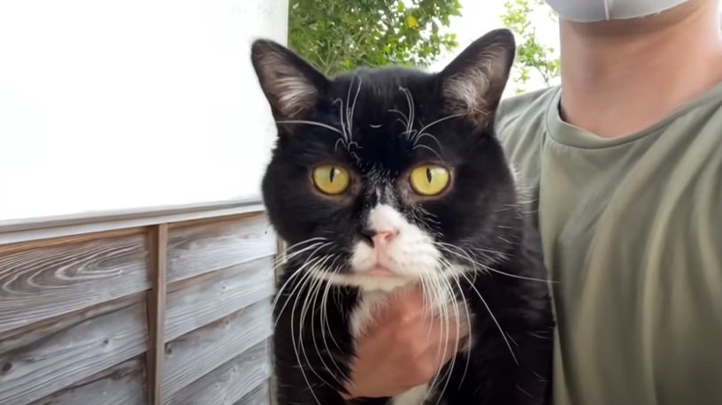 キョトンとした表情の黒白猫