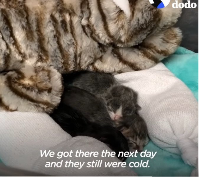 毛布に包まる3匹の子猫