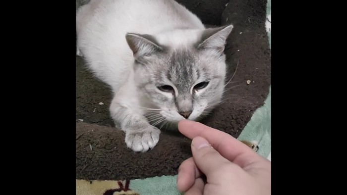 人間の指の匂いを嗅ぐ白猫
