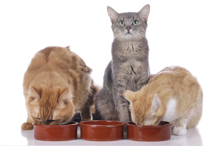 食事中の三匹の猫