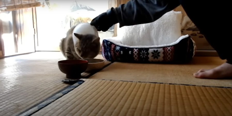 ご飯を食べる猫と人の手2