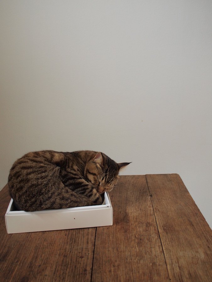 小さな箱に無理やり入って眠る猫