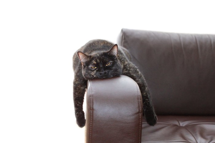 ソファーの肘置きの上でだらける猫