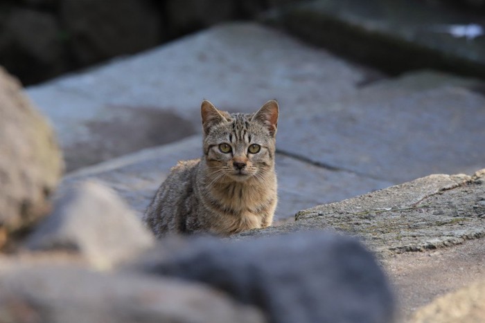 石の上に座るキジトラ猫