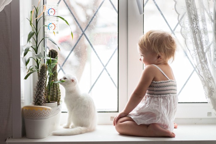 赤ちゃんと一緒に窓辺に座る白いスコティッシュフォールド