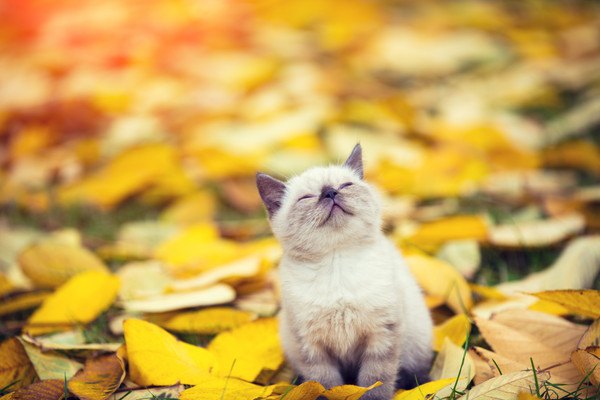 落ち葉と猫