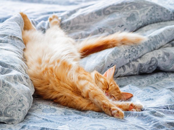 青い布団で寝る茶色の猫
