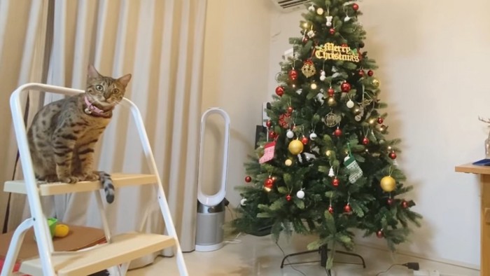 クリスマスツリーと脚立に乗る猫