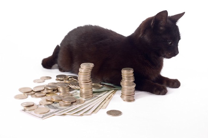 お金の隣で休む黒猫