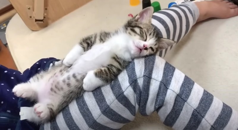 子どもの膝で熟睡する子猫