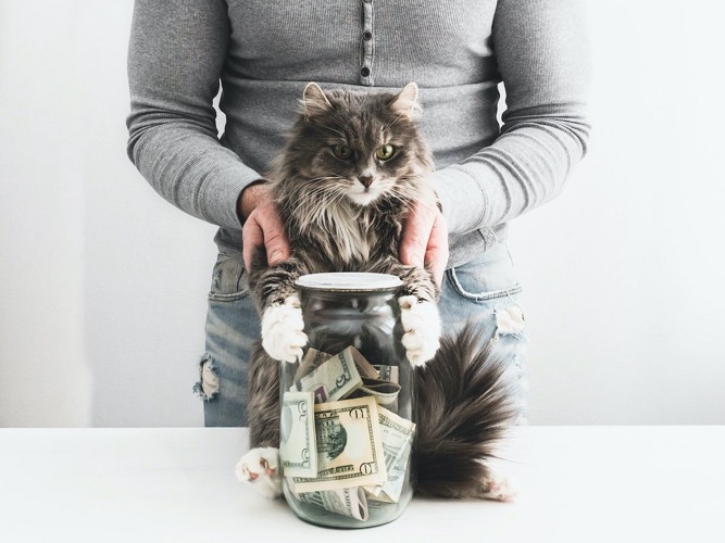 お金を抱える猫
