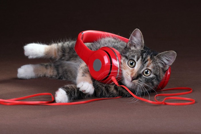 音楽が好きな猫