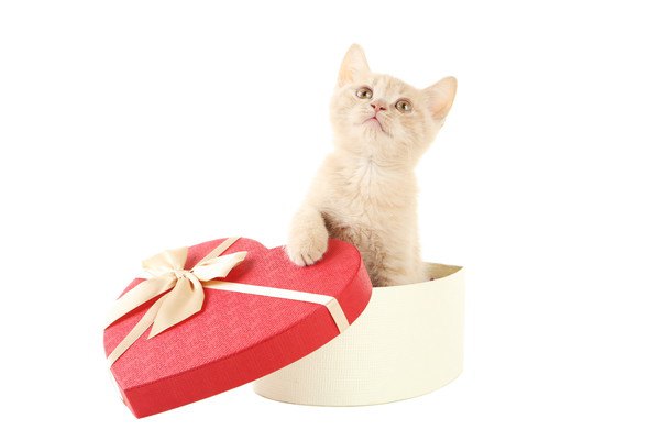 ハートのプレゼント箱から子猫
