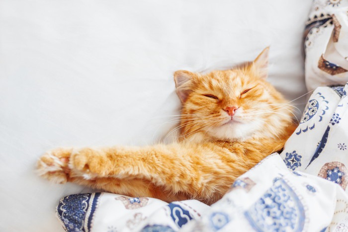 布団で眠る猫の写真