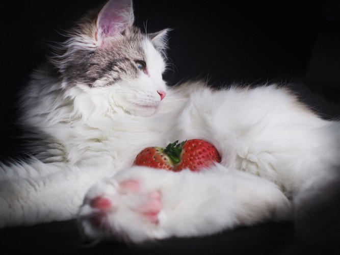 イチゴとふかふかの長毛猫