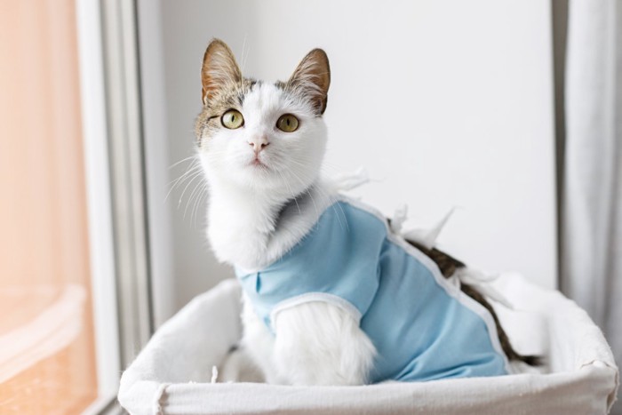 病院着を着た猫