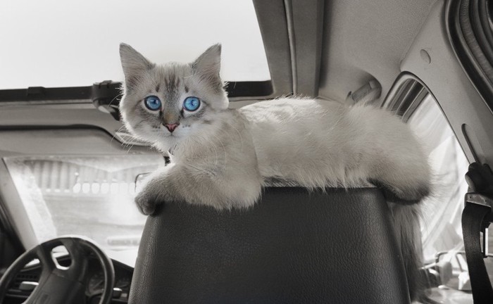 運転席の猫