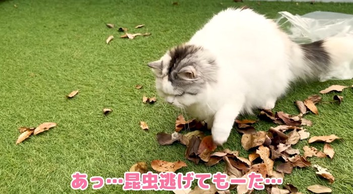 落ち葉の上の猫