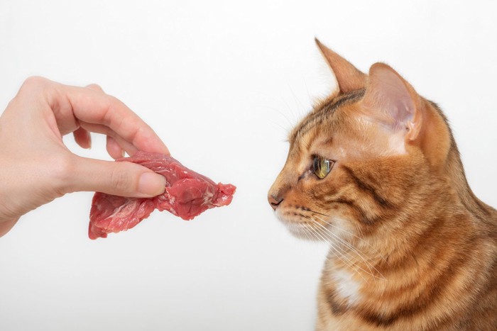 生の牛肉を見つめる猫