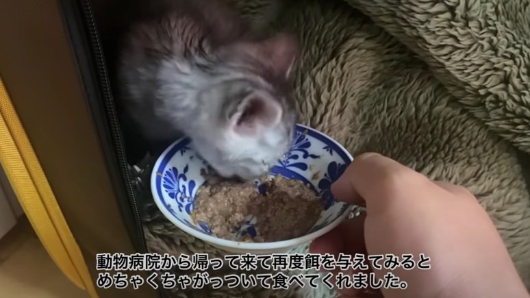 ご飯をたくさん食べる子猫
