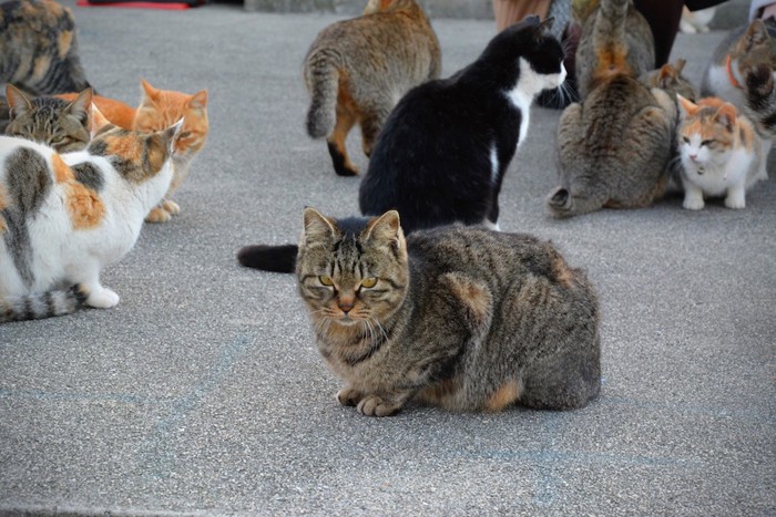 キジトラを中心に集まる猫たち