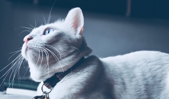 何かを真剣に見つめる青い目の白猫