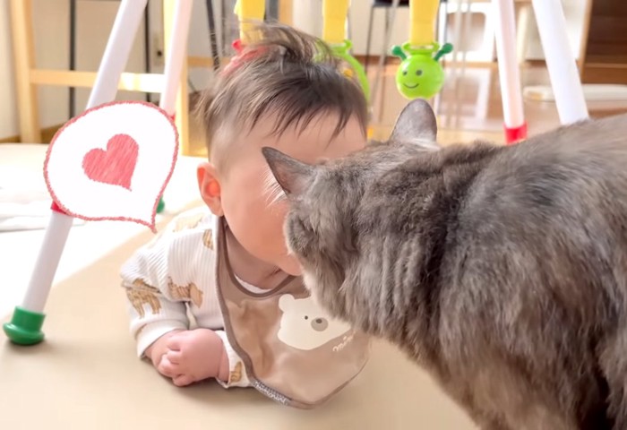 鼻チューする赤ちゃんと猫