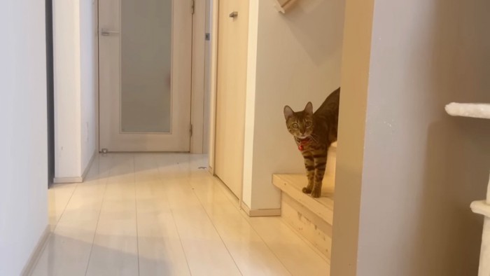 階段にいる猫