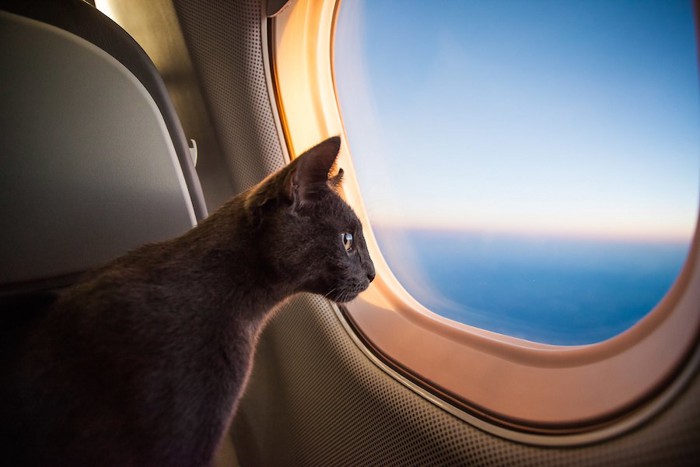飛行機の窓から外を見る猫