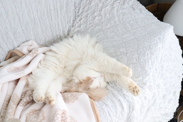 ソファで寝る白い猫