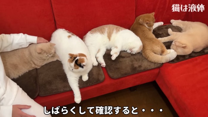 ソファーの上に集まる猫たち