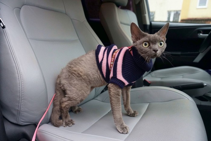服を着てリードをつけて車の座席に立つ猫