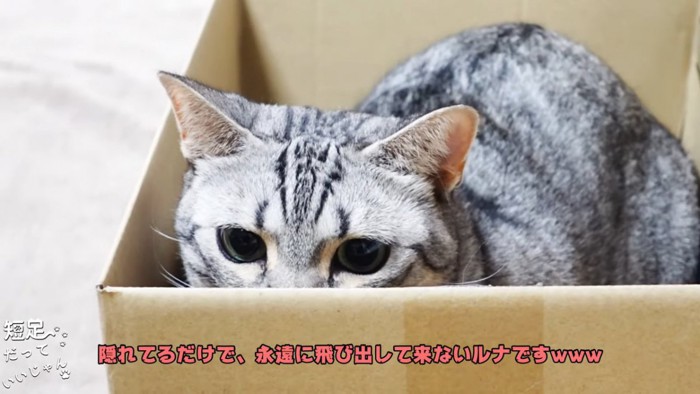 箱の中にいる猫