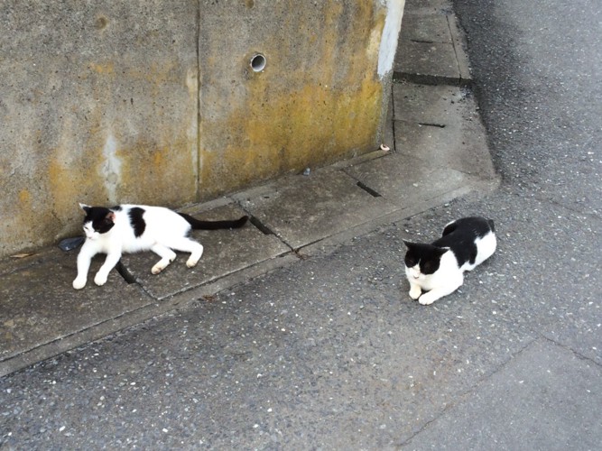 二斗田港近くにいた猫