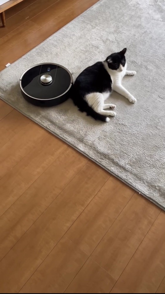 ロボット掃除機と遊ぶ猫