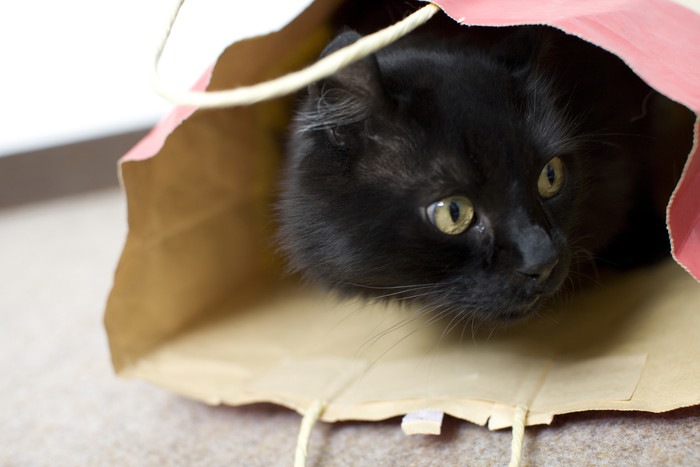 紙袋の中の黒猫