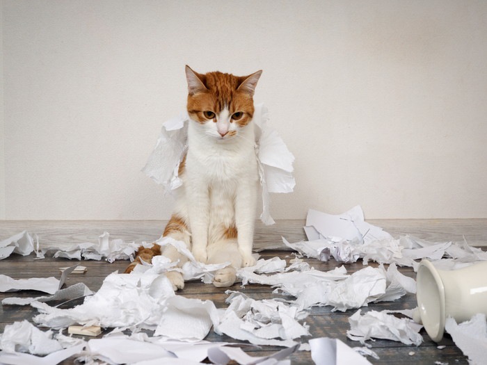 紙を散らかした猫