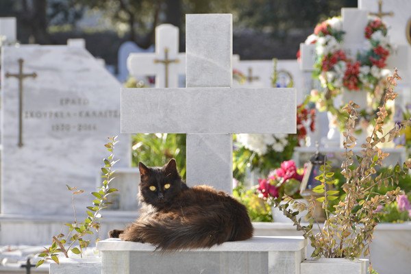 ふさふさの黒猫とお墓