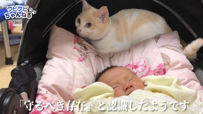 赤ちゃんの枕元で座る猫