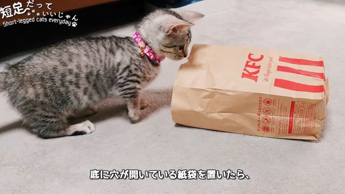 紙袋を見る子猫